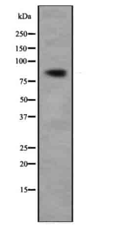 Oxr1 Antibody - Click Image to Close